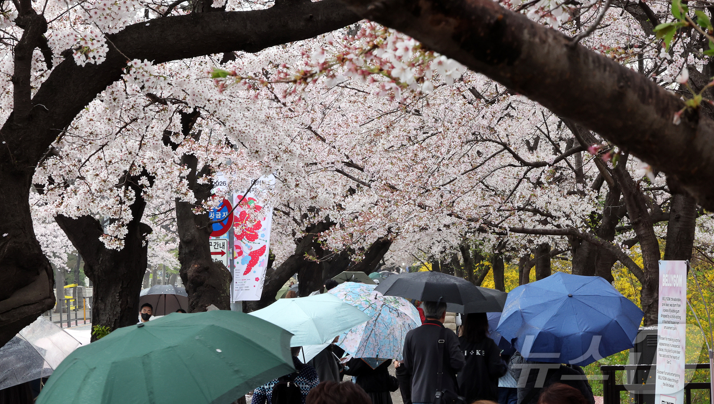 (서울=뉴스1) 김진환 기자 = 봄비가 내리는 6일 서울 영등포구 윤중로에서 열린 여의도 벚꽃축제를 찾은 시민과 외국인 관광객들이 벚꽃길을 걷고 있다. 2026.4.6/뉴스1