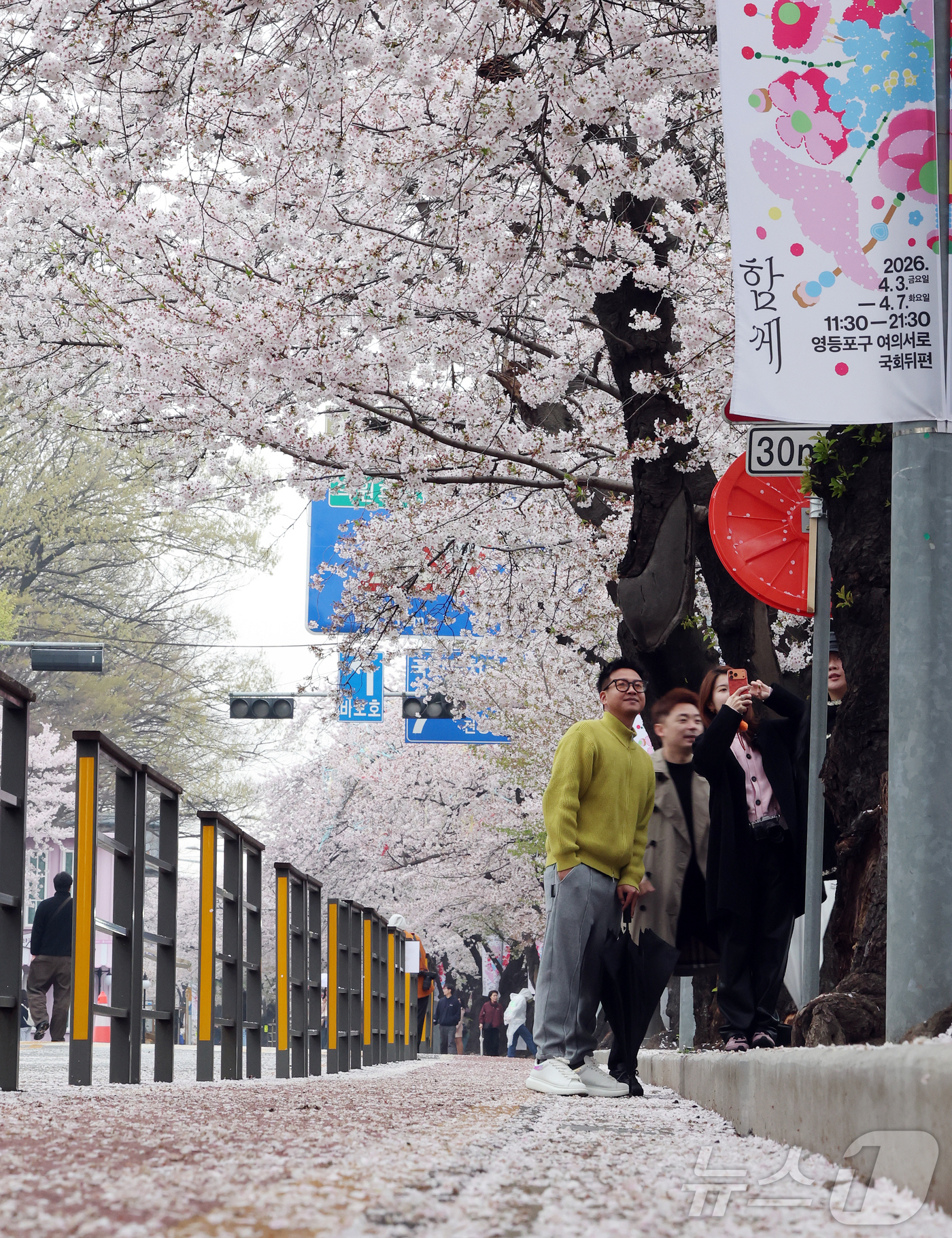 (서울=뉴스1) 김진환 기자 = 봄비가 내리는 6일 서울 영등포구 윤중로를 찾은 외국인 관광객들이 여의도 봄꽃축제를 즐기고 있다. 2026.4.6/뉴스1
