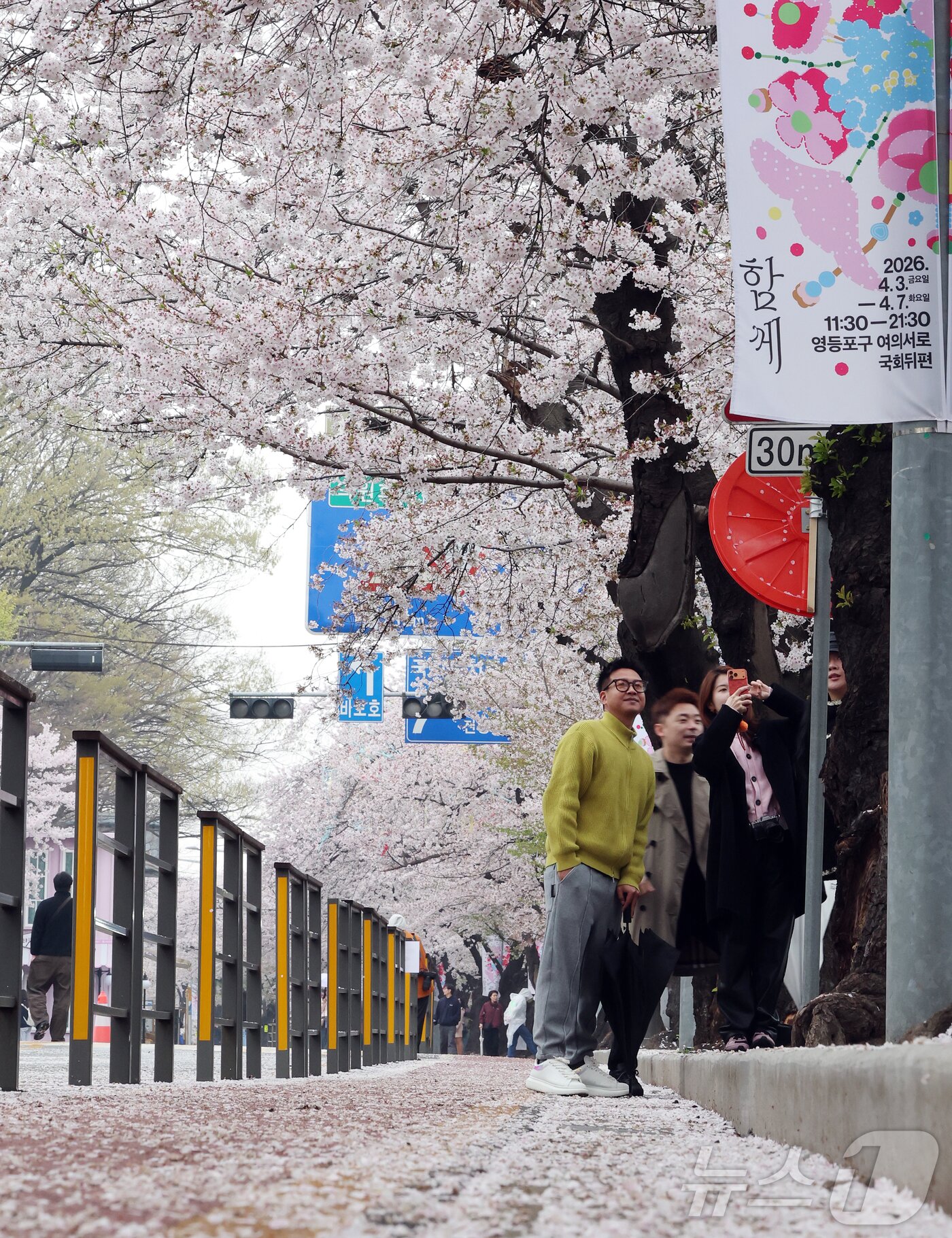 본문 이미지 - 봄비가 내리는 6일 서울 영등포구 윤중로를 찾은 외국인 관광객들이 여의도 봄꽃축제를 즐기고 있다. 2026.4.6 ⓒ 뉴스1 김진환 기자