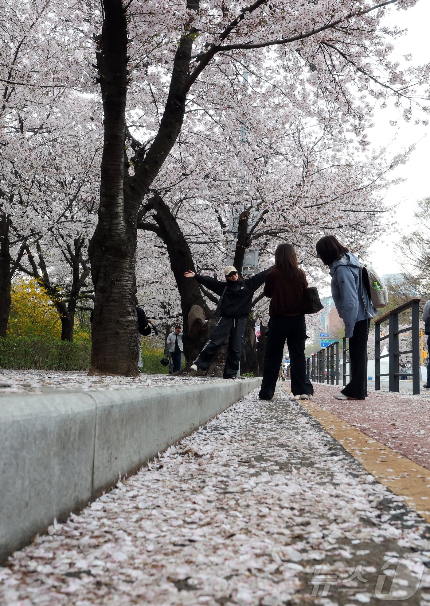 본문 이미지 - 봄비가 내리는 6일 서울 영등포구 윤중로를 찾은 시민들과 외국인 관광객들이 여의도 봄꽃축제를 즐기고 있다. 2026.4.6 ⓒ 뉴스1 김진환 기자