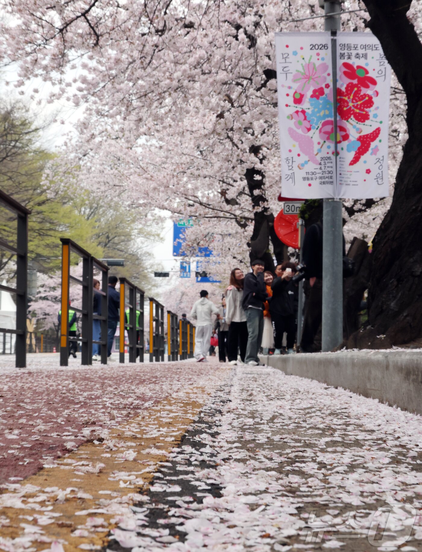 본문 이미지 - 봄비가 내리는 6일 서울 영등포구 윤중로에서 열린 여의도 벚꽃축제를 찾은 시민과 외국인 관광객들이 벚꽃길을 걷고 있다. 2026.4.6 ⓒ 뉴스1 김진환 기자