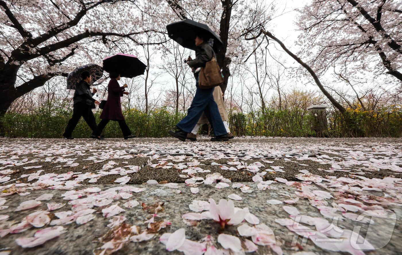 본문 이미지 - 봄비가 내리는 6일 서울 영등포구 윤중로에서 열린 여의도 벚꽃축제를 찾은 시민들이 벚꽃길을 걷고 있다. 2026.4.6 ⓒ 뉴스1 김진환 기자