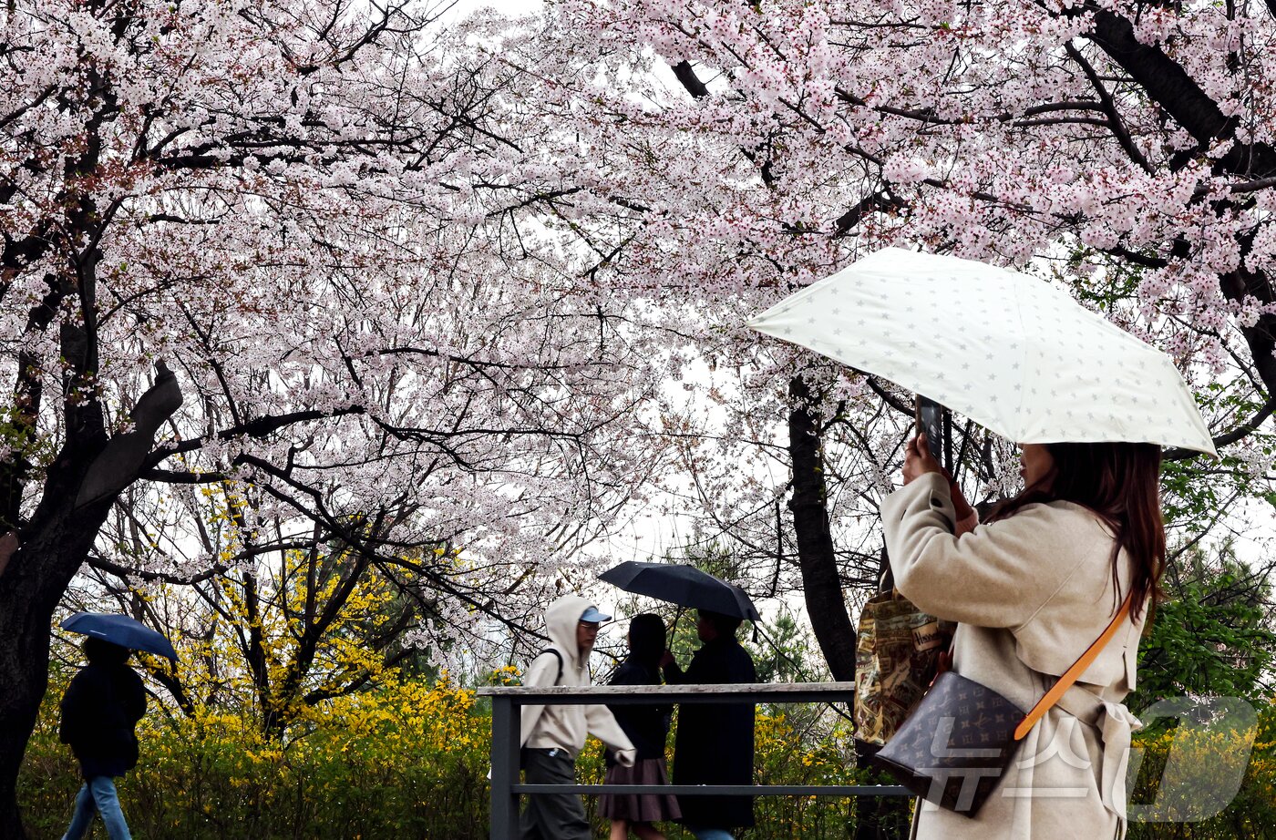 본문 이미지 - 봄비가 내리는 6일 서울 영등포구 윤중로를 찾은 외국인 관광객들이 여의도 봄꽃축제를 즐기고 있다. 2026.4.6 ⓒ 뉴스1 김진환 기자