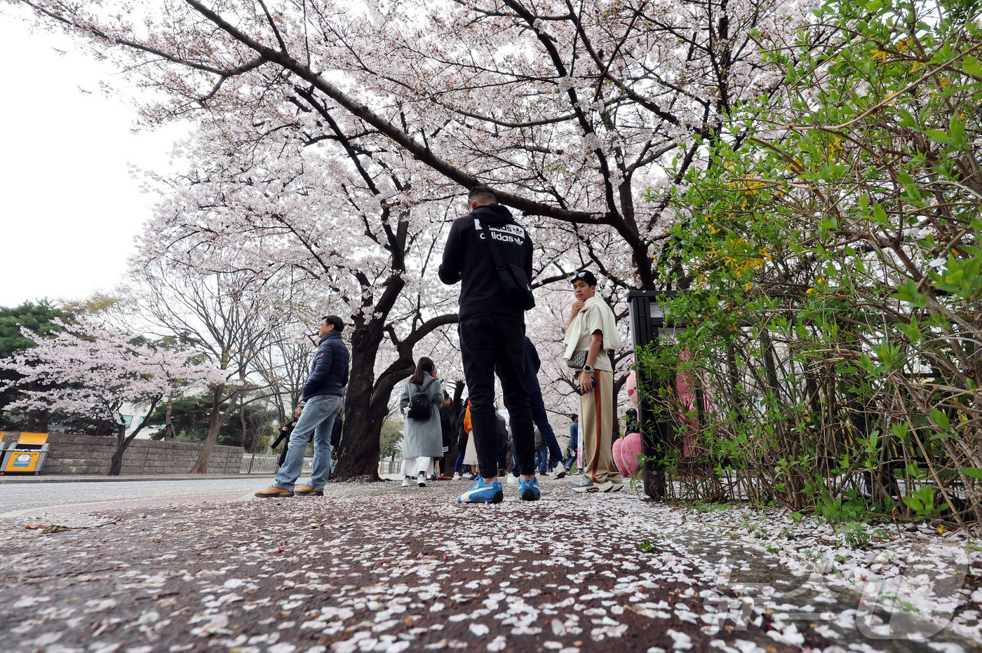(서울=뉴스1) 김진환 기자 = 봄비가 내리는 6일 서울 영등포구 윤중로에서 열린 여의도 벚꽃축제를 찾은 시민과 외국인 관광객들이 벚꽃길을 걷고 있다. 2026.4.6/뉴스1