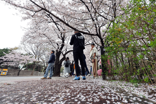 다가오는 벚꽃 엔딩