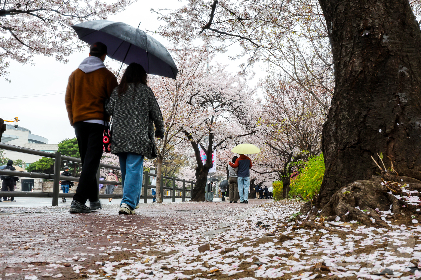 (서울=뉴스1) 김진환 기자 = 봄비가 내리는 6일 서울 영등포구 윤중로에서 열린 여의도 벚꽃축제를 찾은 시민과 외국인 관광객들이 벚꽃길을 걷고 있다. 2026.4.6/뉴스1