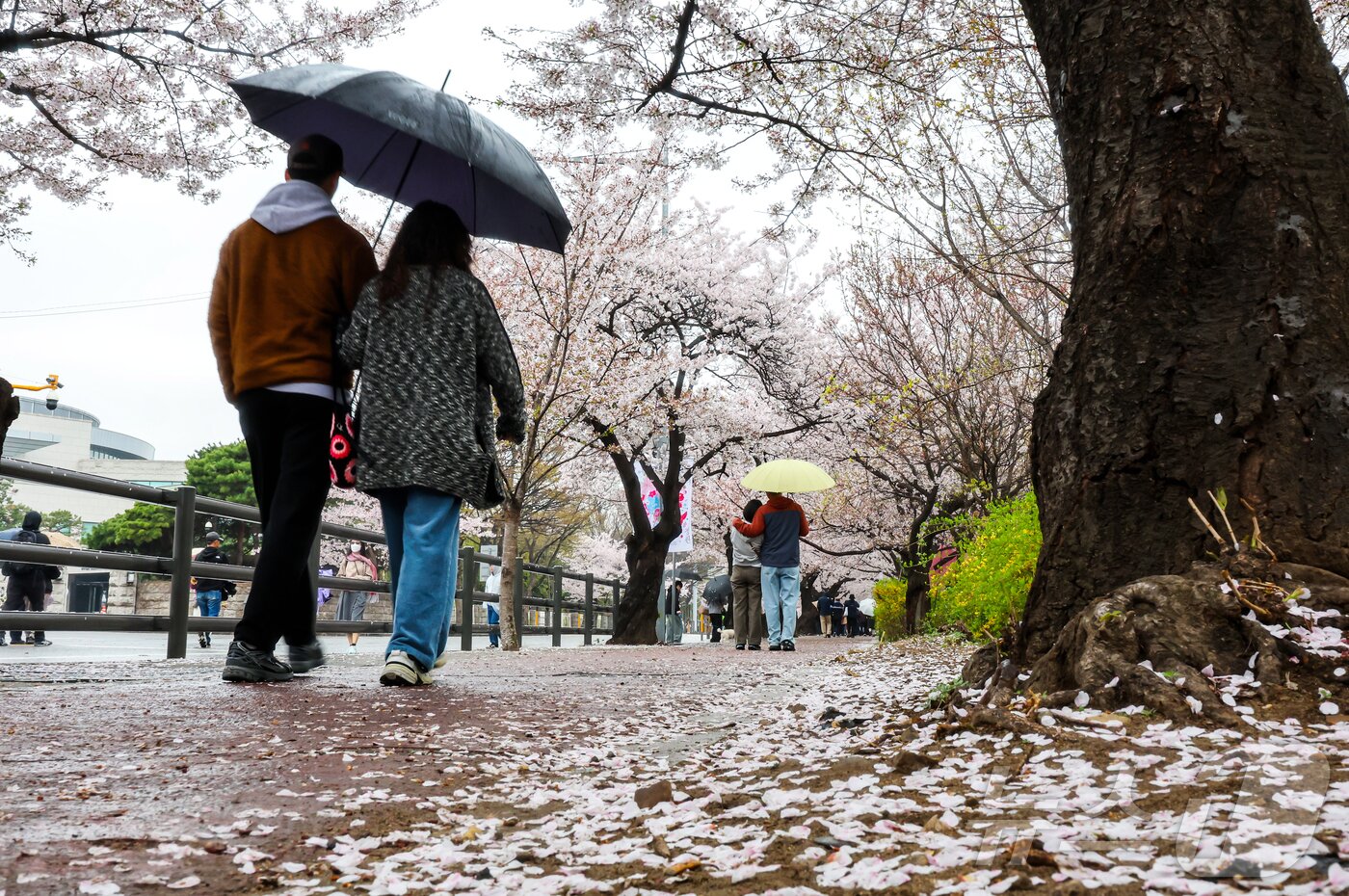 본문 이미지 - 봄비가 내리는 6일 서울 영등포구 윤중로에서 열린 여의도 벚꽃축제를 찾은 시민과 외국인 관광객들이 벚꽃길을 걷고 있다. 2026.4.6 ⓒ 뉴스1 김진환 기자