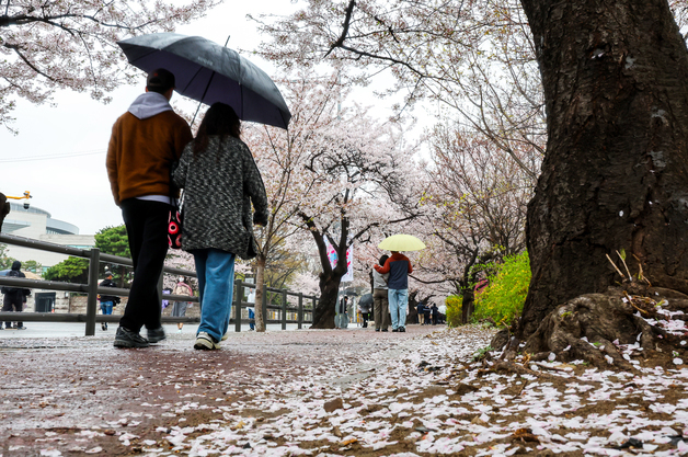 '다가오는 벚꽃 엔딩'