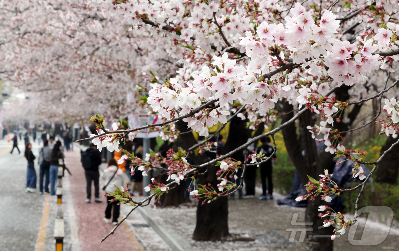 (서울=뉴스1) 김진환 기자 = 봄비가 내리는 6일 서울 영등포구 윤중로를 찾은 시민들과 외국인 관광객들이 여의도 봄꽃축제를 즐기고 있다. 2026.4.6/뉴스1