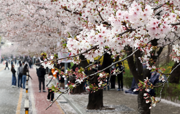 [뉴스1 PICK]벚꽃 시샘한 봄비에 '벚꽃엔딩'