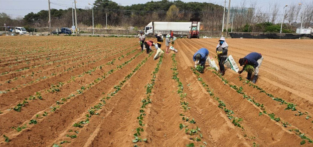 [르포]"롤당 4만3000원 하던 비닐 5만원됐다"…농촌 덮친 중동 악재