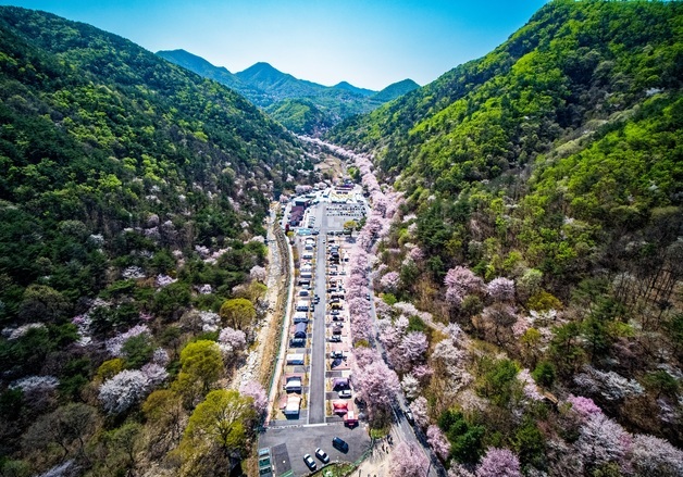 금산 보곡산골 산벚꽃축제 9일간 개최…친환경 이미지 중점