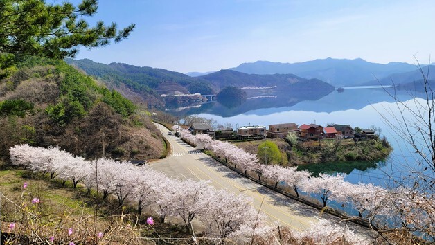 "진안으로 벚꽃 구경 오세요"…마이산·용담호 이번 주가 절정
