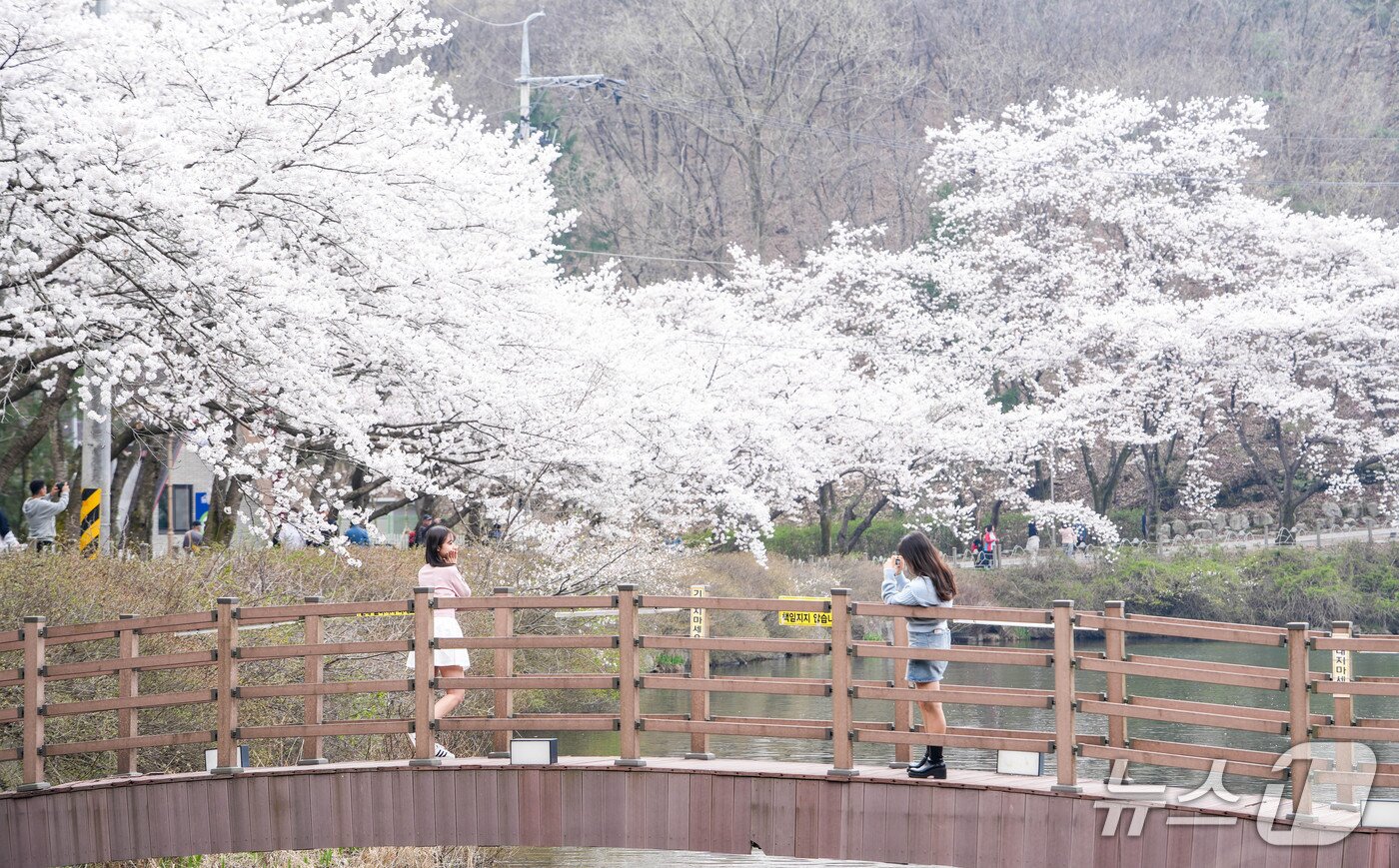 본문 이미지 - 6일 전북 진안군이 '2026-2027 방문의 해'를 맞아 봄철 대표 관광 콘텐츠로 진안고원 벚꽃 여행을 추천했다. 사진은 마이산.(진안군제공, 재판매 및 DB금지)2026.4.6/뉴스1 