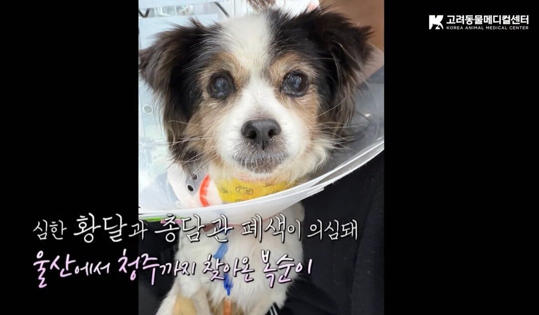 본문 이미지 - 치료를 위해 울산에서 청주까지 이동한 복순이(유튜브 갈무리) ⓒ 뉴스1