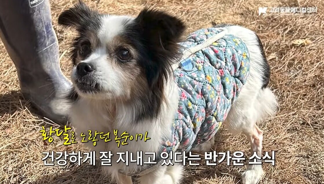 본문 이미지 - 퇴원 후 건강을 회복하고 잘 지내고 있는 복순이(유튜브 갈무리) ⓒ 뉴스1