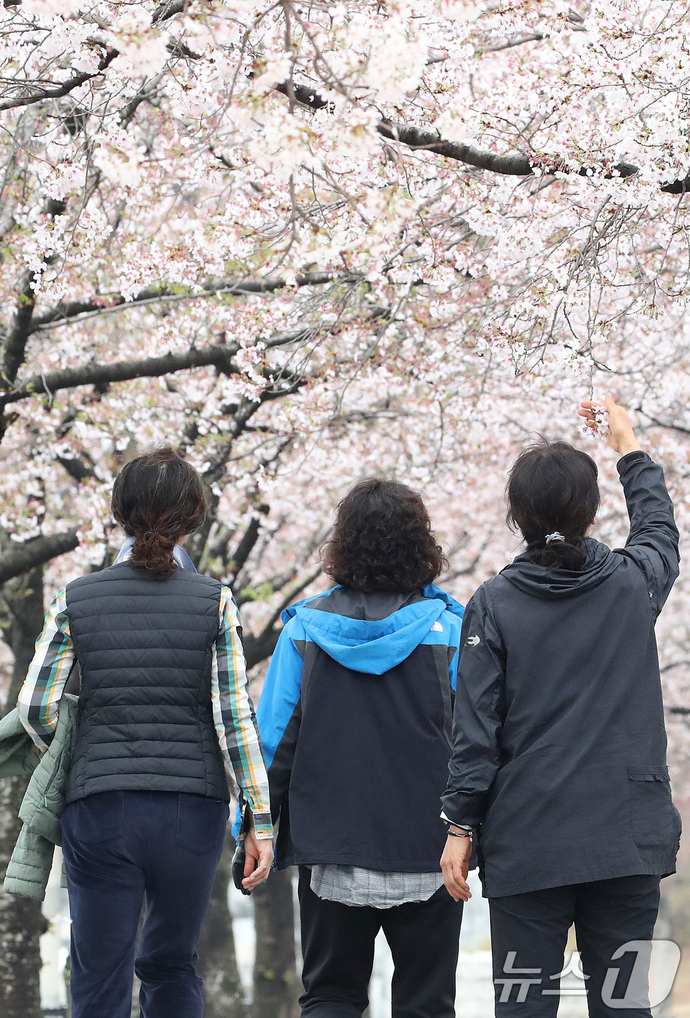 (대구=뉴스1) 공정식 기자 = 6일 오전 대구 수성구 대구스타디움에서 시민들이 봄비 내리는 벚꽃 터널을 산책하고 있다. 2026.4.6/뉴스1