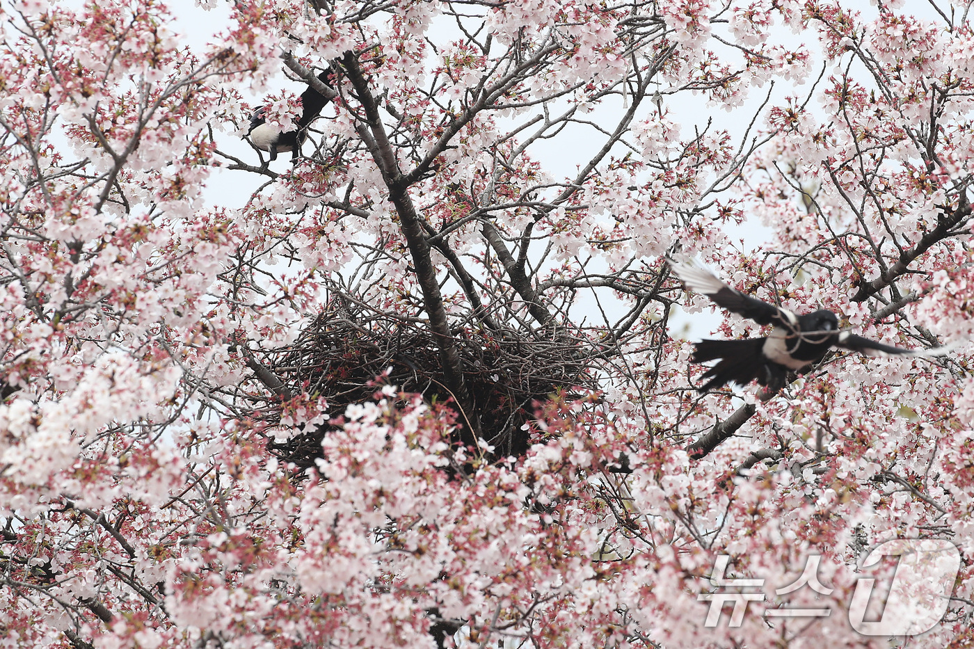(대구=뉴스1) 공정식 기자 = 봄비가 내리는 6일 오전 대구 수성구 대구스타디움 산책로 벚나무에서 까치가 부지런히 나뭇가지를 물어와 둥지를 짓고 있다. 2026.4.6/뉴스1