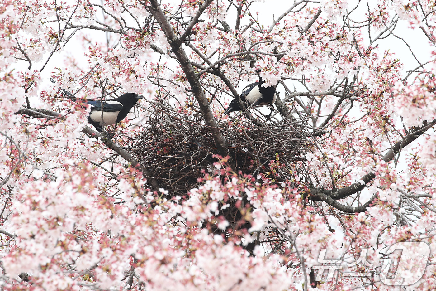 (대구=뉴스1) 공정식 기자 = 봄비가 내리는 6일 오전 대구 수성구 대구스타디움 산책로 벚나무에서 까치가 부지런히 나뭇가지를 물어와 둥지를 짓고 있다. 2026.4.6/뉴스1