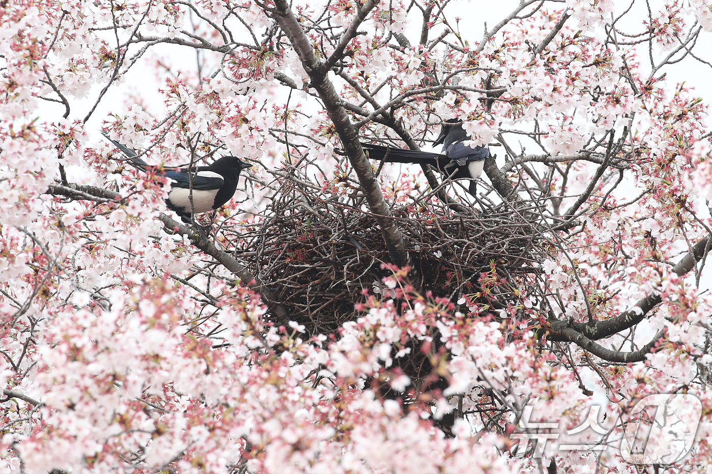 (대구=뉴스1) 공정식 기자 = 봄비가 내리는 6일 오전 대구 수성구 대구스타디움 산책로 벚나무에서 까치가 부지런히 나뭇가지를 물어와 둥지를 짓고 있다. 2026.4.6/뉴스1