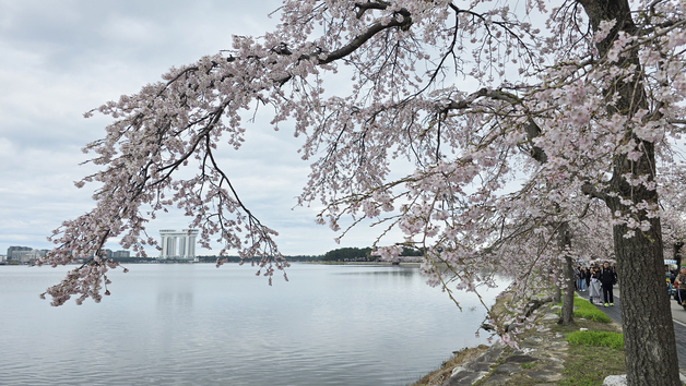 경포호 벚나무 97% 일본종…왕벚나무 '0그루'