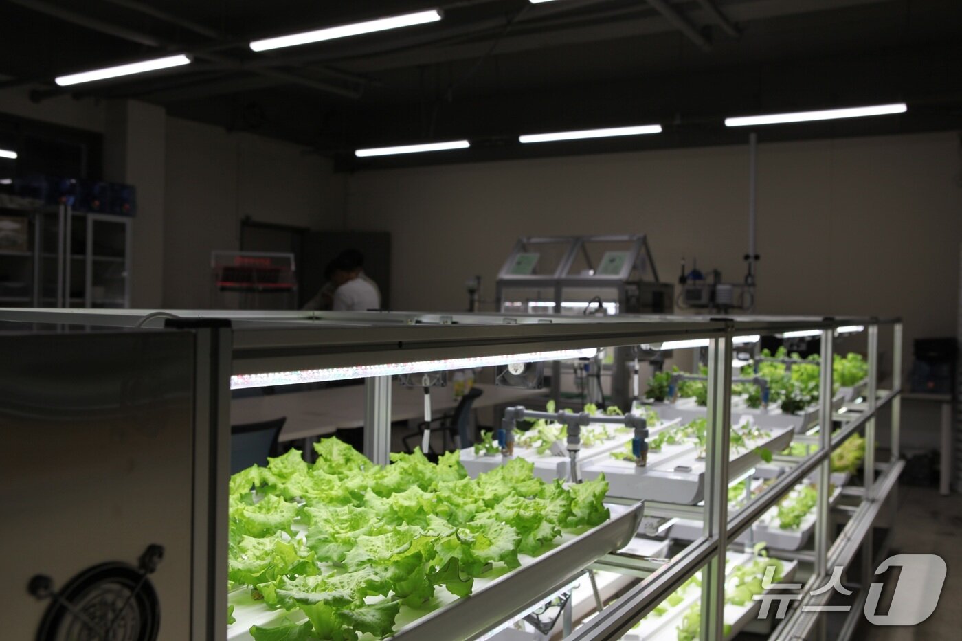 본문 이미지 - 스마트팜 학과 실습실(중부대학교 제공.재판매 및 DB금지)/뉴스1  