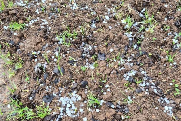 한창 배꽃 피는데…나주에 엄지손톱만 한 우박 쏟아져 농가 피해