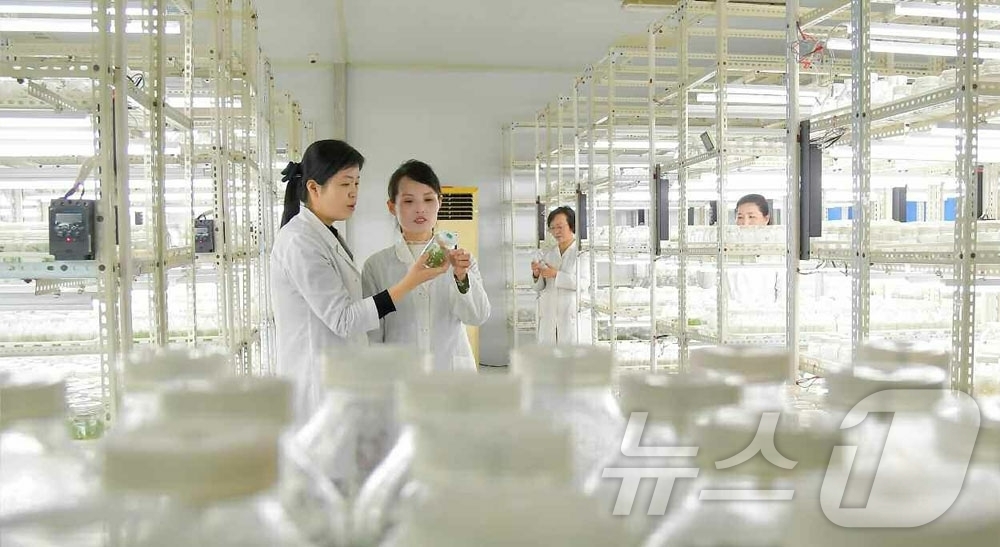 (평양 노동신문=뉴스1) = 북한 노동당 기관지 노동신문은 7일 국가과학원 생물공학분원에서 "경제적 효과성이 높은 품종들을 육종하기 위한 연구를 심화시키고 있다"고 보도했다.[국내 …