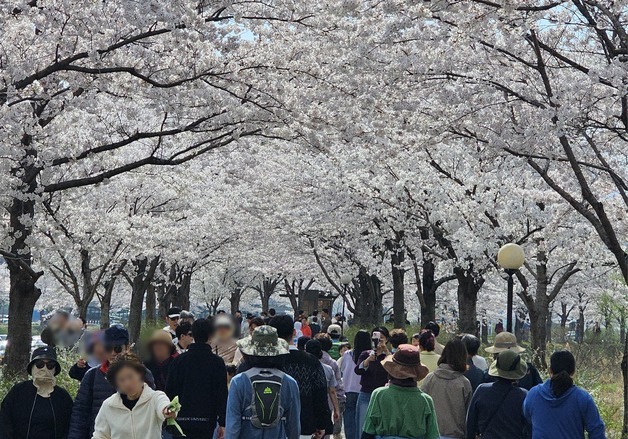 "초속 5㎝, 시속 5㎞로 걸어요"…강릉 벚꽃길 걷기 행사 성료