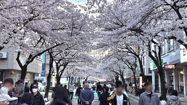 강릉 '솔올블라썸 축제' 10만명 왔다…"경제효과 200억"