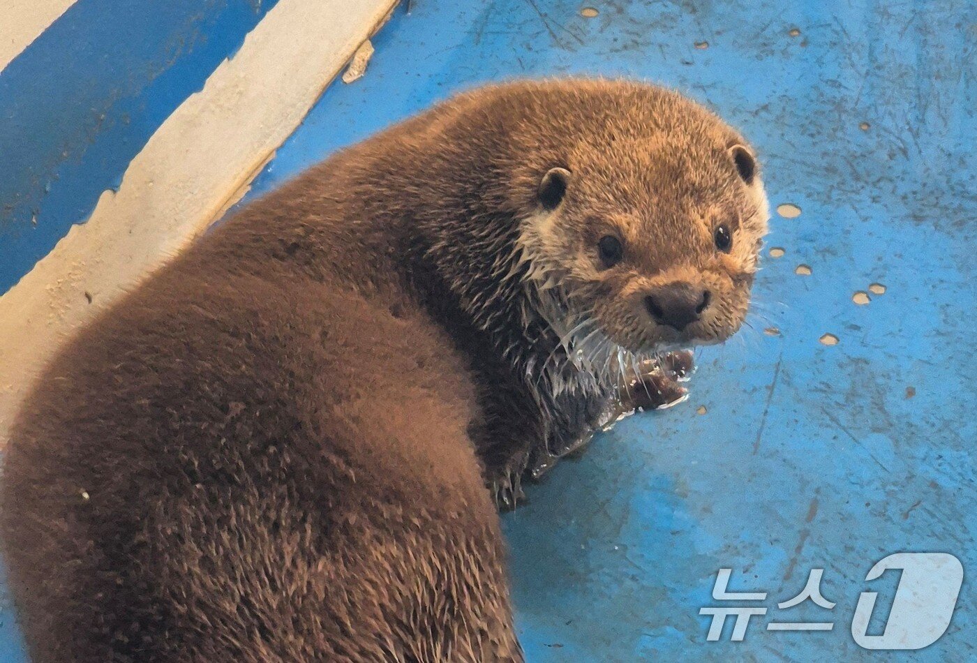 본문 이미지 - 광주 우치동물원 수달 자료사진. (광주광역시 제공. 재판매 및 DB 금지) 