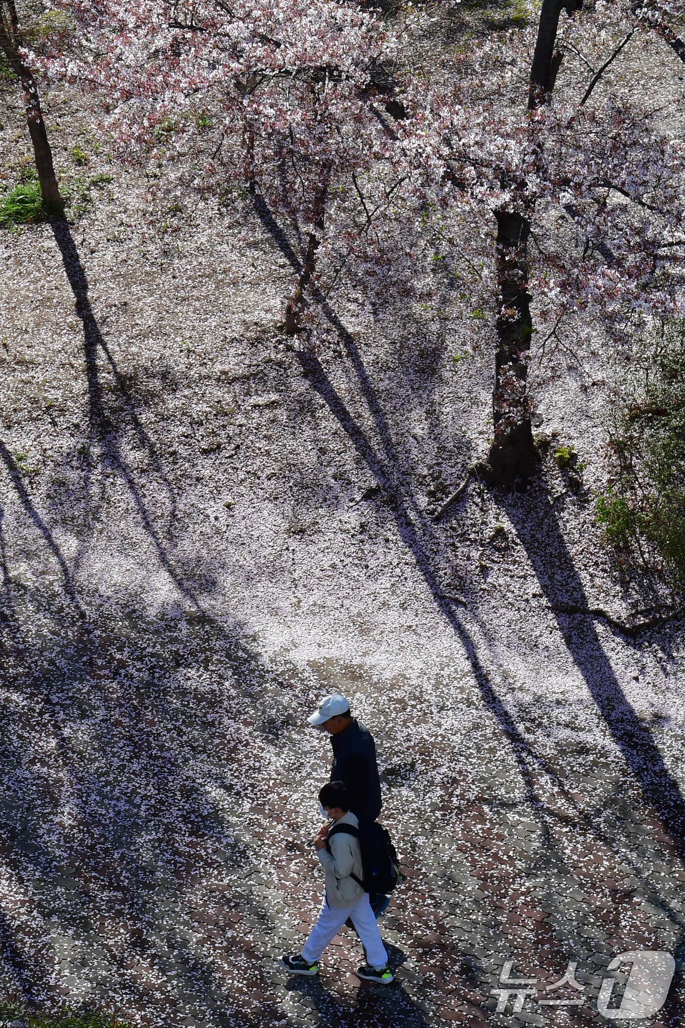 (포항=뉴스1) 최창호 기자 = 7일 경북 포항시 남구 포항 시청사 뒷편 산책로에서 할아버지 손을 잡은 초등학생이 벚꽃잎을 밟으며 등교하고 있다. 2026.4.7/뉴스1