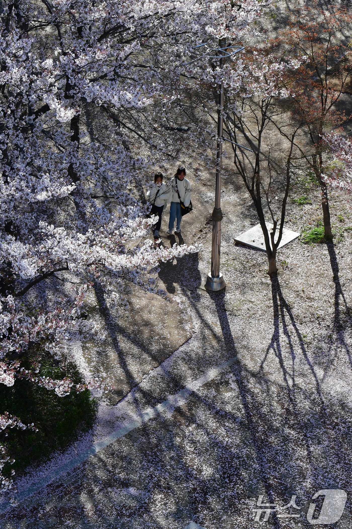 (포항=뉴스1) 최창호 기자 = 7일 경북 포항시 남구 포항 시청사 뒷편 산책로에서 초등학생이 벚꽃잎을 밟으며 등교하고 있다. 2026.4.7/뉴스1