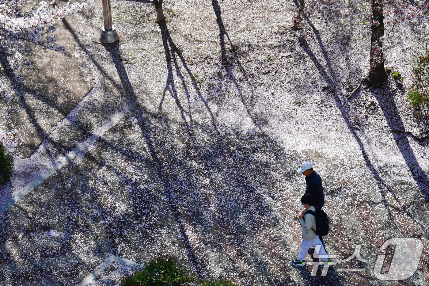 (포항=뉴스1) 최창호 기자 = 7일 경북 포항시 남구 포항 시청사 뒷편 산책로에서 할아버지 손을 잡은 초등학생이 벚꽃잎을 밟으며 등교하고 있다.   2026.4.7/뉴스1