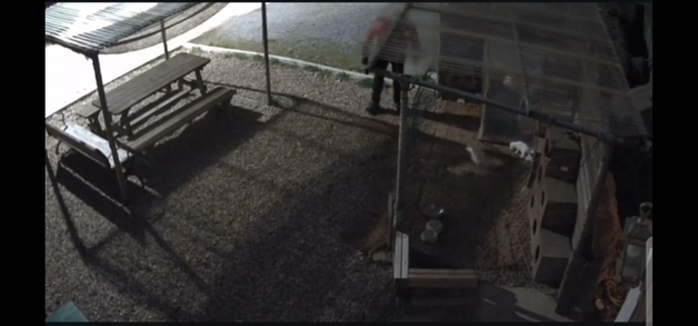 카페 침입해 강아지들 내팽개치고 하천 유기…잔혹 학대 남성 추적