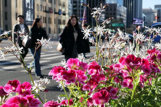 봄 시샘하는 꽃샘추위