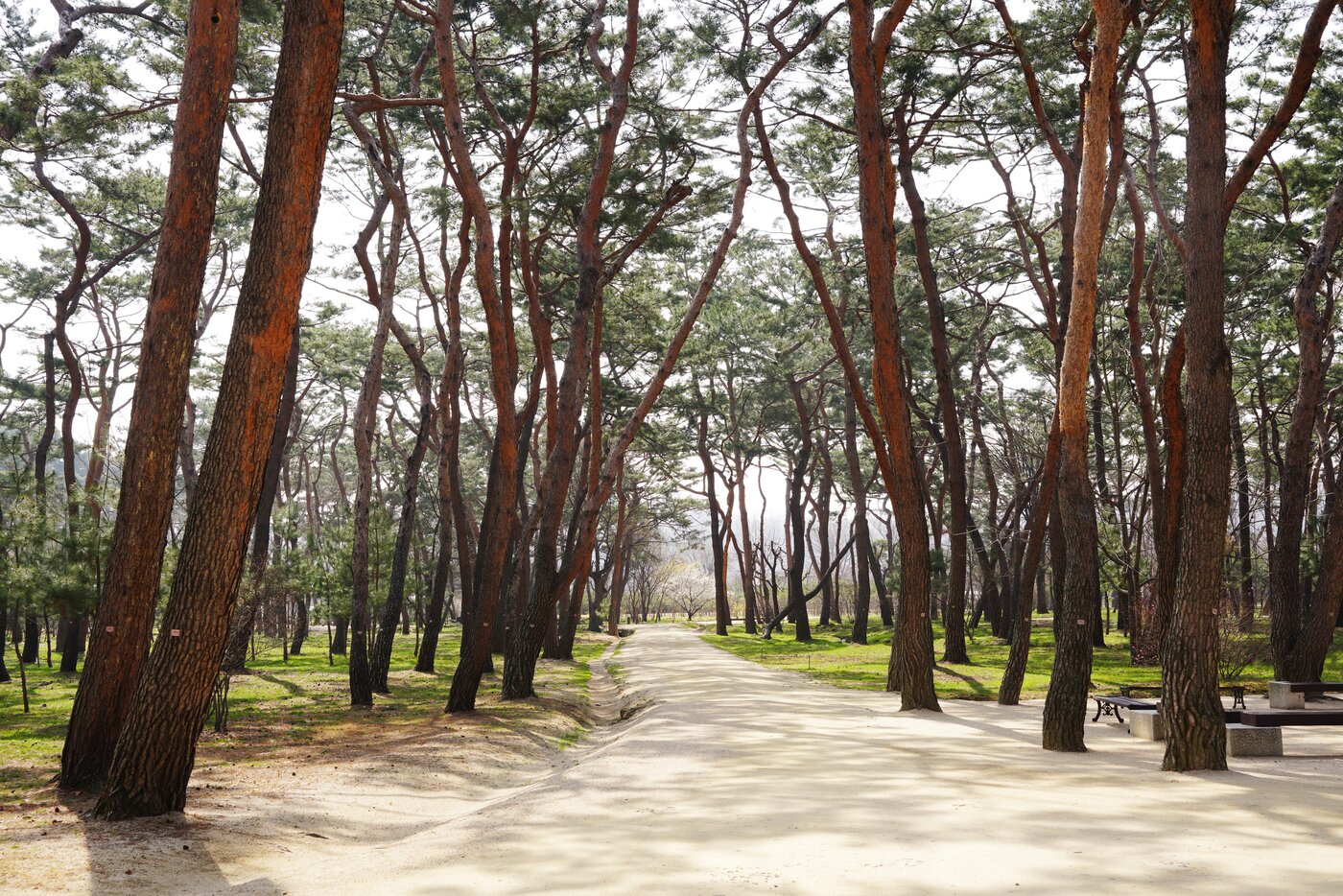 본문 이미지 - 남양주 사릉 소나무숲(국가유산청 제공)