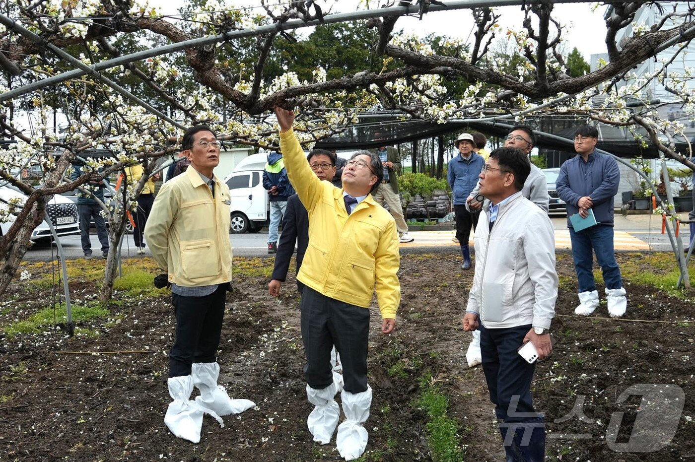 본문 이미지 - 강상구 나주시장 권한대행이 6일 노안면 금동리 배농가를 직접 찾아 우박 피해 상황을 점검하고 있다.(나주시 제공, 재배포 및 DB 금지) ⓒ 뉴스1