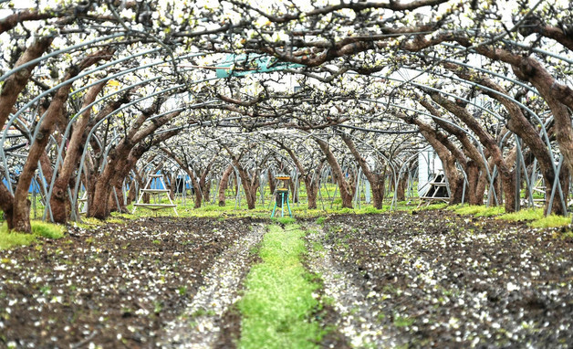 4월 우박에 배꽃 '날벼락'…나주배 산지 20% 피해