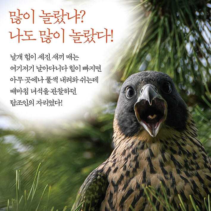 본문 이미지 - [신간] '탐조, 담다'