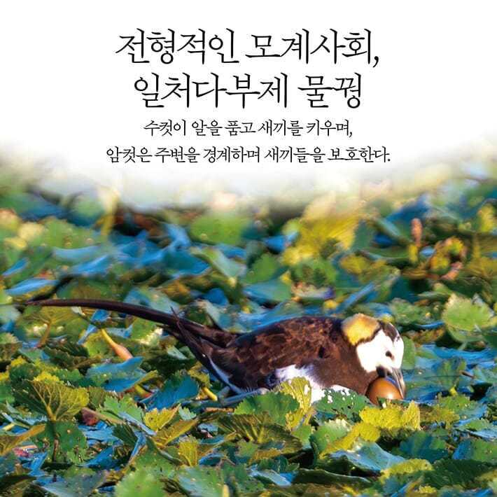 본문 이미지 - [신간] '탐조, 담다'