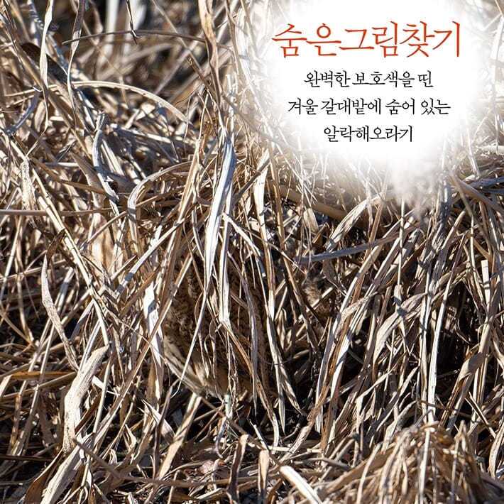 본문 이미지 - [신간] '탐조, 담다'