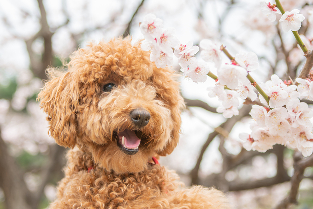 벚꽃놀이 신났던 강아지, 축 처진 몸에 결국 수혈…무슨 일?