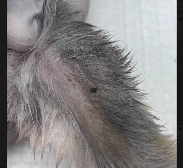 본문 이미지 - 반려견 다리에 붙어있는 진드기(SD동물의료센터 제공) ⓒ 뉴스1