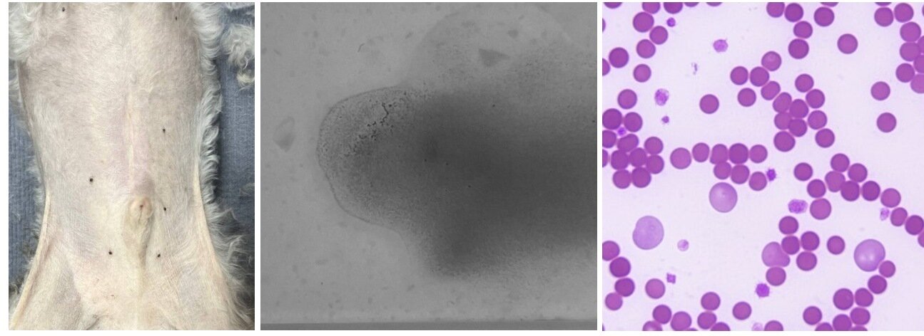 본문 이미지 - 황달이 확인된 반려견의 배(맨 왼쪽), 자가 응집 반응이 확인된 혈액, 현미경으로 확인했을 때 뭉치고 있는 적혈구(SD동물의료센터 제공) ⓒ 뉴스1