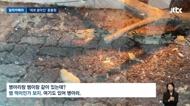 "아이들 보는데, 산 병아리 뱀이 꿀꺽"…구미 동물원 이래도 되나