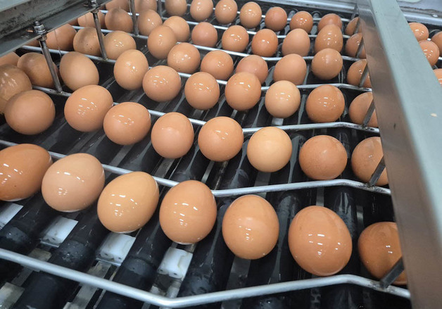 태국산 계란 첫 수입…주요 수입국 미국서 고병원성AI 확산 탓