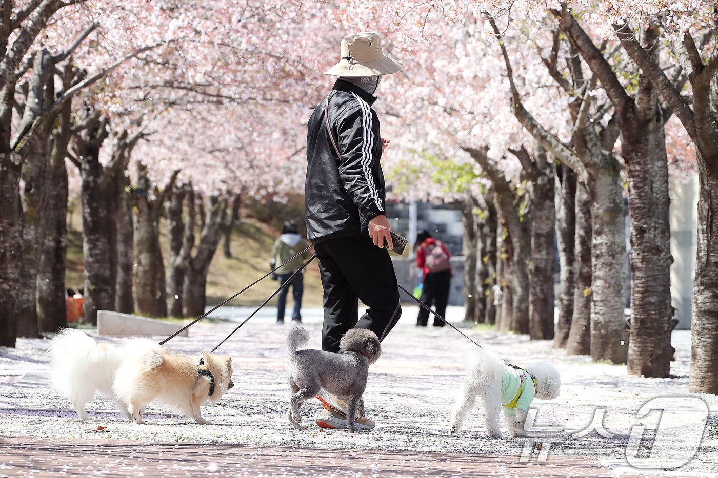 (대구=뉴스1) 공정식 기자 = 7일 대구 수성구 대구스타디움 서편 광장 벚꽃길에서 한 시민이 반려견과 함께 산책하고 있다. 2026.4.7/뉴스1