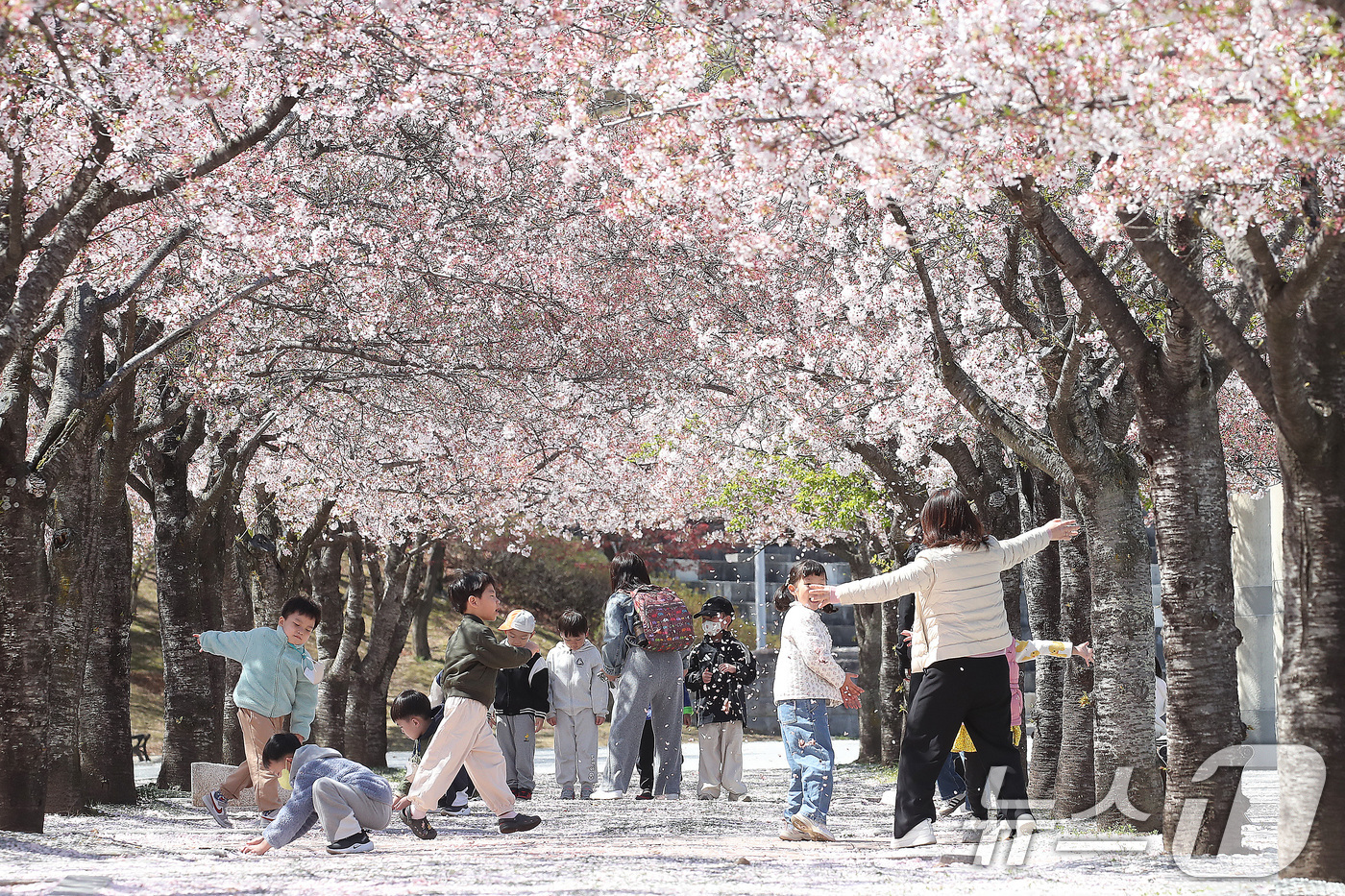 (대구=뉴스1) 공정식 기자 = 7일 대구 수성구 대구스타디움으로 소풍 나온 어린이들이 선생님과 함께 벚꽃길에서 즐거운 시간을 보내고 있다. 2026.4.7/뉴스1