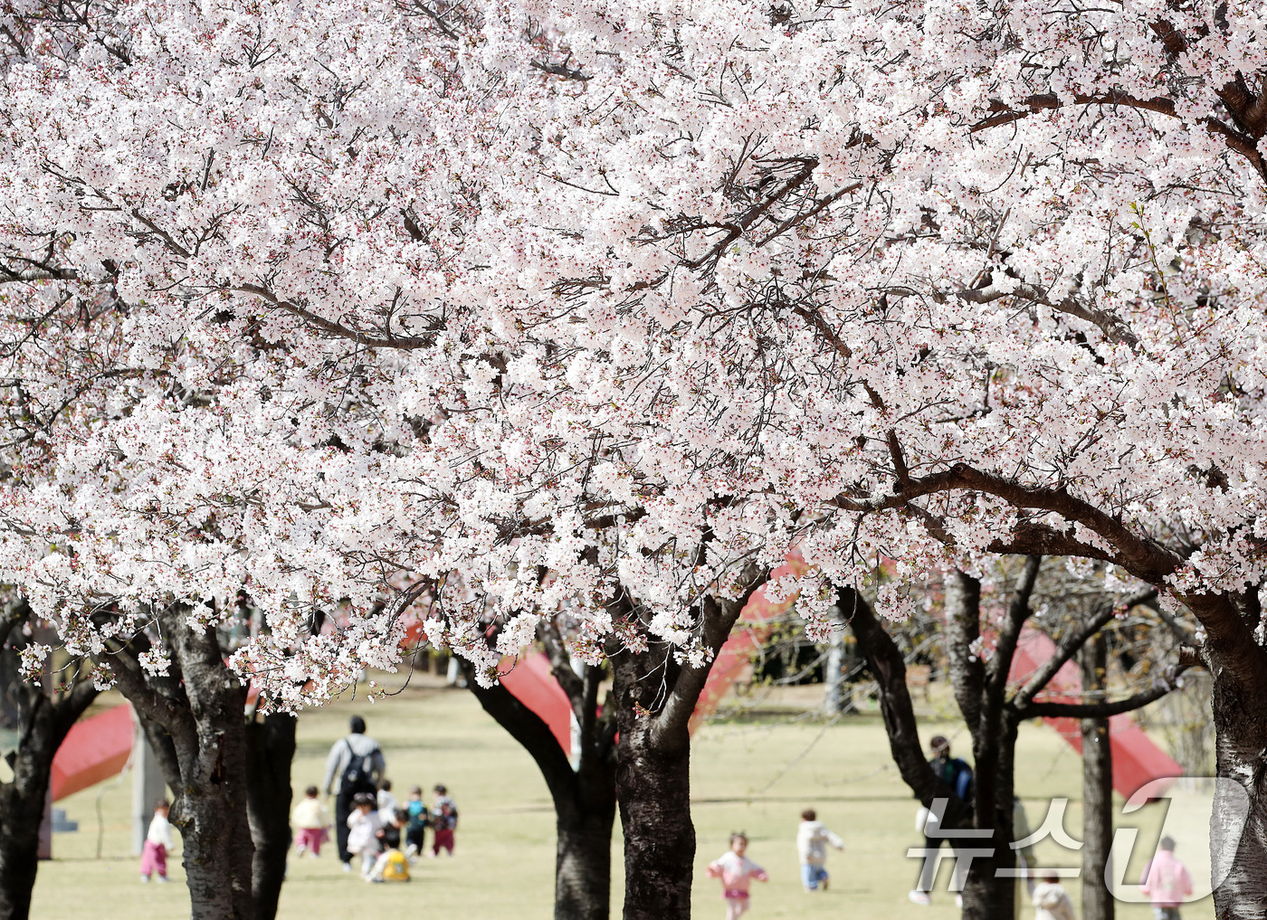 (대구=뉴스1) 공정식 기자 = 7일 대구 수성구 대구스타디움으로 소풍 나온 어린이들이 벚꽃길 옆 잔디밭에서 즐거운 시간을 보내고 있다. 2026.4.7/뉴스1